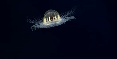 Cosmic Jellyfish