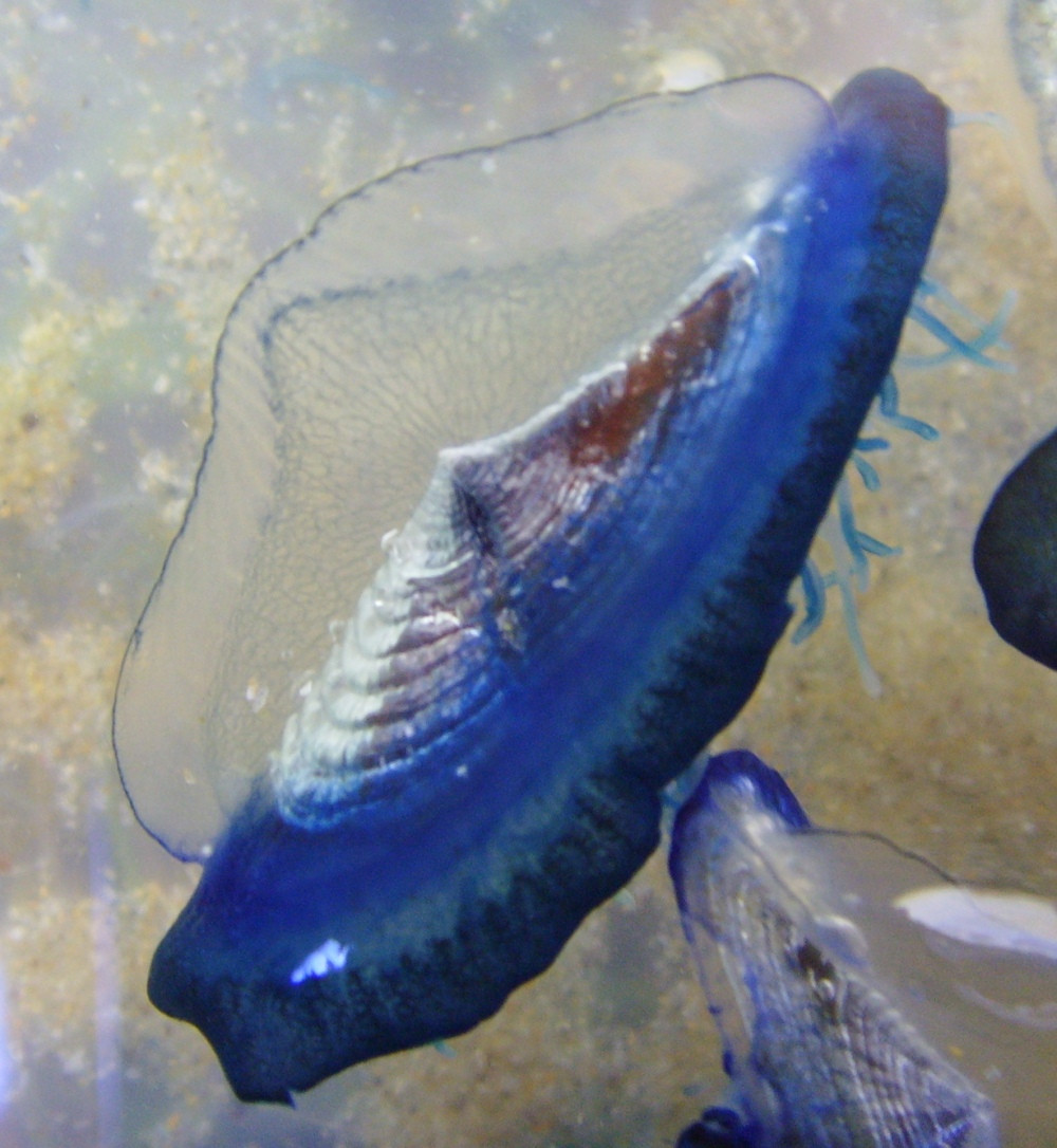Velella velalla sea creatures